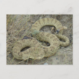 Cartão Postal R20 Prairie Rattlesnake ferida