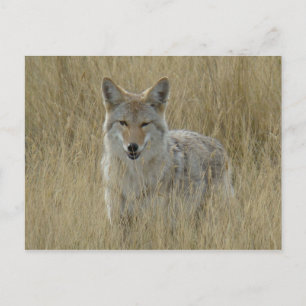 Cartão Postal R2 Coyote em Grama Alta