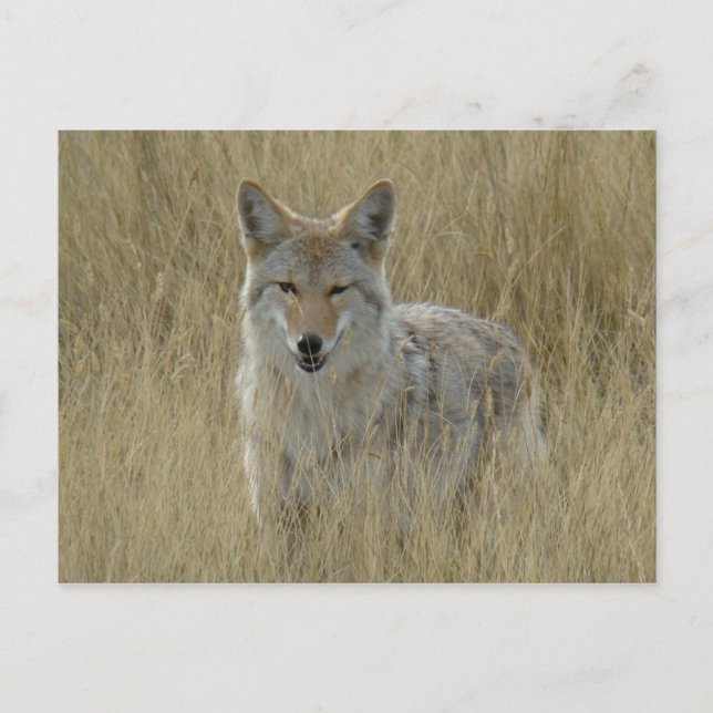 Cartão Postal R2 Coyote em Grama Alta (Frente)