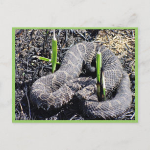 Cartão Postal r3-mo-sqr-cobra sunning em área de combustão