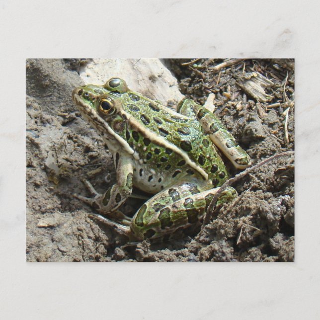 Cartão Postal R3 Rã-Leopardo (Frente)