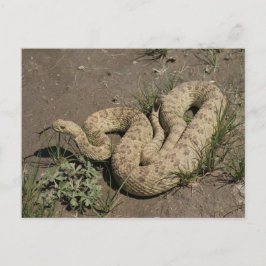 Cartão Postal R6 Prairie Rattlesnake