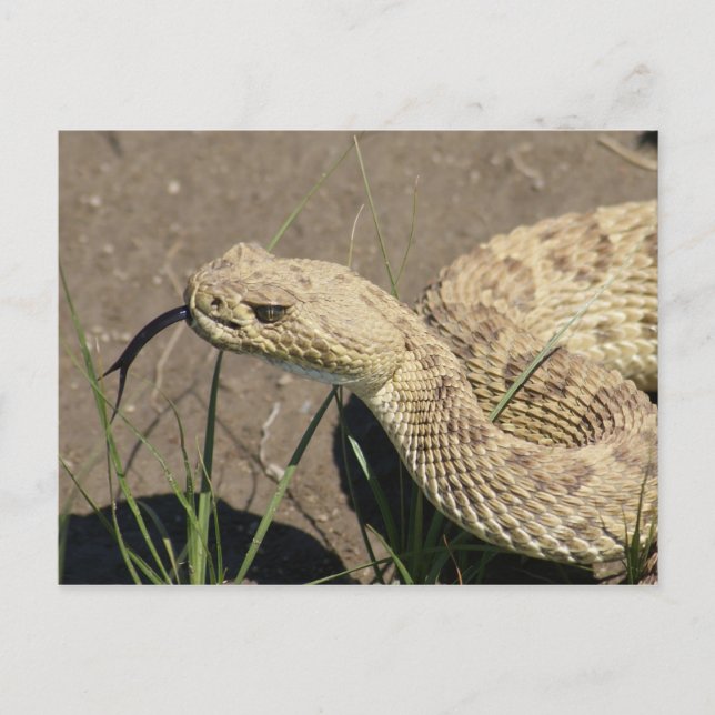 Cartão Postal R8 Prairie Rattlesnake Head Shot (Frente)