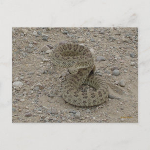 Cartão Postal R9 Prairie Rattlesnake Coil