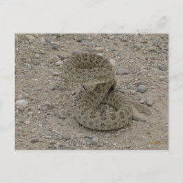 Cartão Postal R9 Prairie Rattlesnake Coil