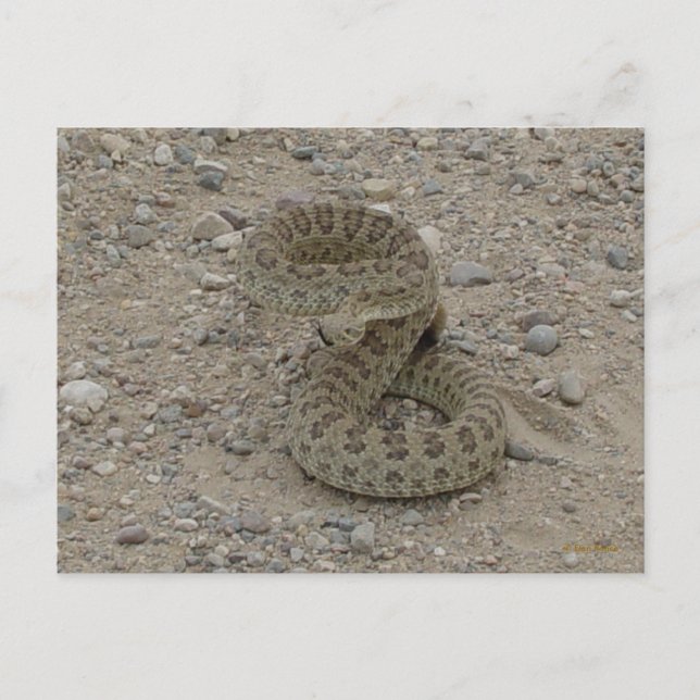 Cartão Postal R9 Prairie Rattlesnake Coil (Frente)