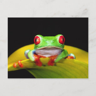 Cartão Postal Rã-arbórea-de-olho-vermelho, Agalychinis callidrya