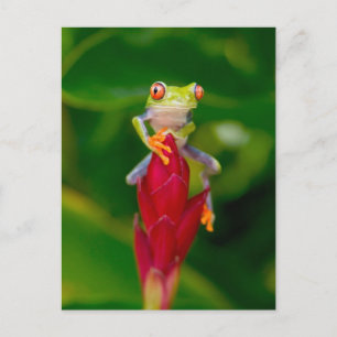 Cartão Postal Rã-arbórea-de-olho-vermelho, Costa Rica
