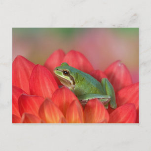 Cartão Postal Rã-arbórea-do-pacífico em flores no jardim