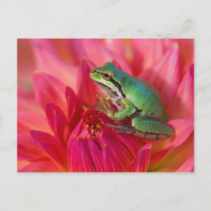 Cartão Postal Rã-arbórea-do-pacífico em flores no nosso jardim