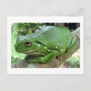 Cartão Postal Rã-Arbórea-Verde-Australiana