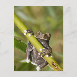 Cartão Postal Rã-árvore Cativa Tapichalaca Hyloscirtus