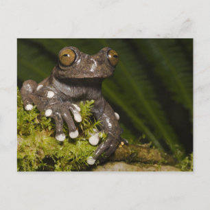 Cartão Postal Rã-árvore Cativa Tapichalaca Hyloscirtus 3