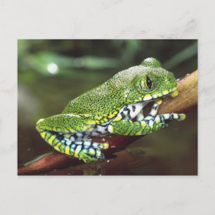 Cartão Postal Rã-Árvore de Olho Grande, Leptopelis vermiculatus,