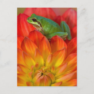 Cartão Postal Rã-árvore-do-pacífico sobre flores