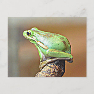 Cartão Postal Rã-Arvore-Verde-da-Louisiana
