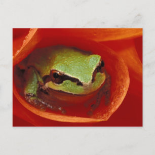 Cartão Postal Rã do Pacífico em dália. Crédito como: