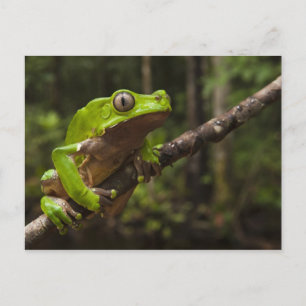 Cartão Postal Rã-folha-gigante (Phyllomedusa bicolor)