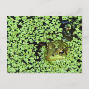 Cartão Postal Rã-grande (Pyxicephalus adspersus) na alga-pé