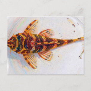 Cartão Postal rã leopardo L134 pleco