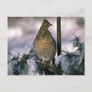 Cartão Postal Rã-ralada empoleirada numa árvore-nevada