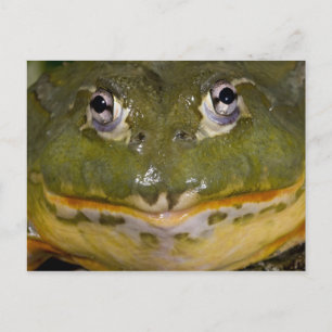 Cartão Postal Rã-Touro-Africana, Pyxicephalus