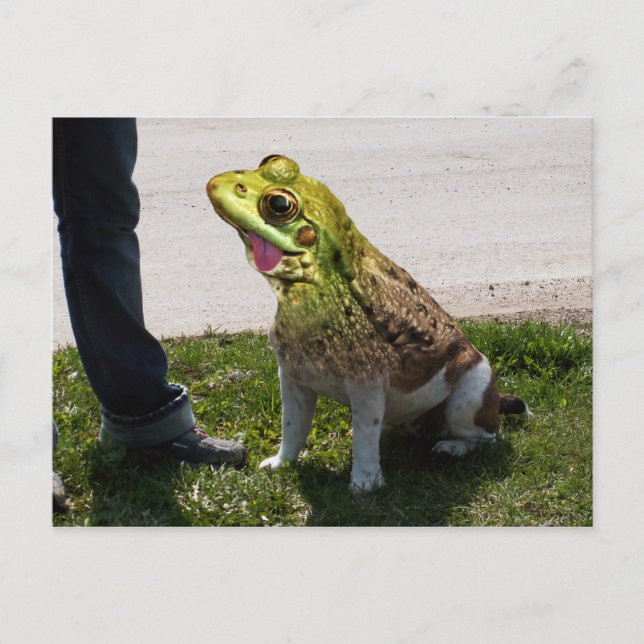 Cartão Postal Rã-touro inglesa (Frente)