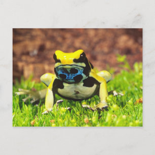 Cartão Postal Rã-veneno-de-tinta, Dendrobates tinctorius,