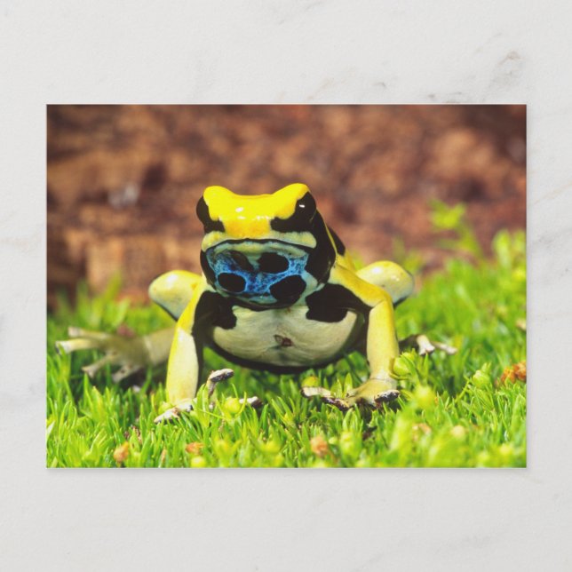 Cartão Postal Rã-veneno-de-tinta, Dendrobates tinctorius, (Frente)