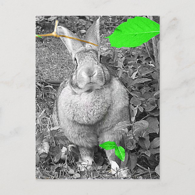 Cartão Postal Rabbit gigante flamengo B & W com folhas verdes (Frente)
