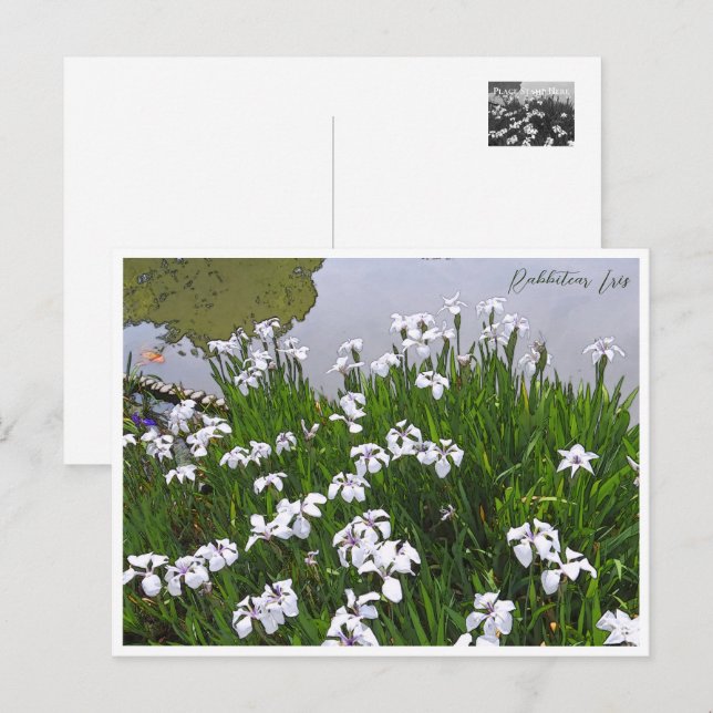 Cartão Postal Rabbitear Iris (Frente/Verso)