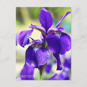 Cartão Postal Rabbitear Iris [Cartão postal]