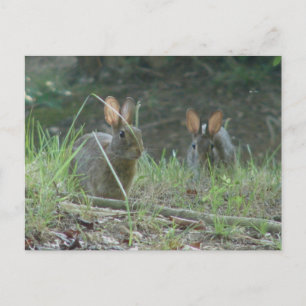 Cartão Postal Rabbits selvagens Roupa de palha de algodão orien