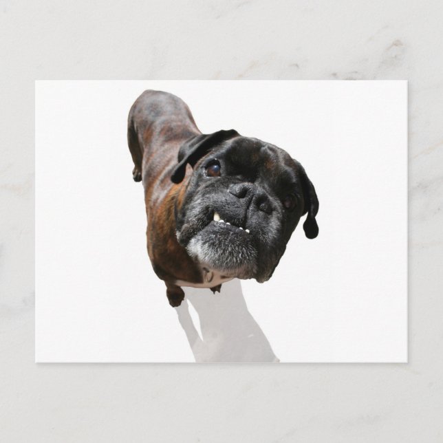 Cartão Postal Raça de Cão Boxer (Frente)