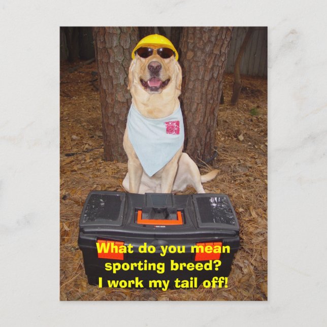 Cartão Postal Raça desportiva? (Frente)