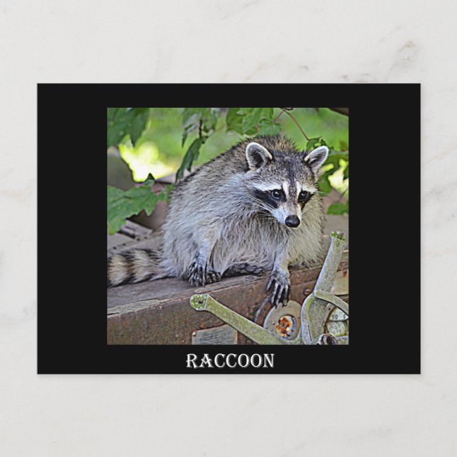 Cartão Postal Raccoon (Frente)