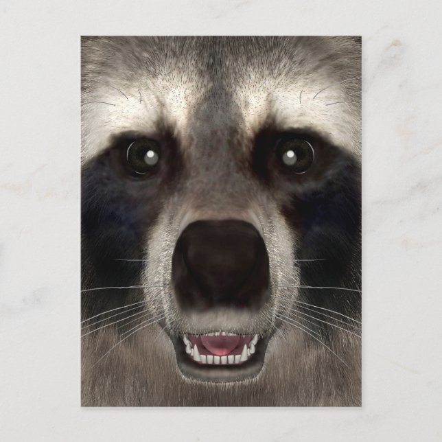 Cartão Postal Raccoon (Frente)