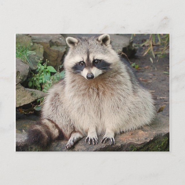 Cartão postal Raccoon (Frente)