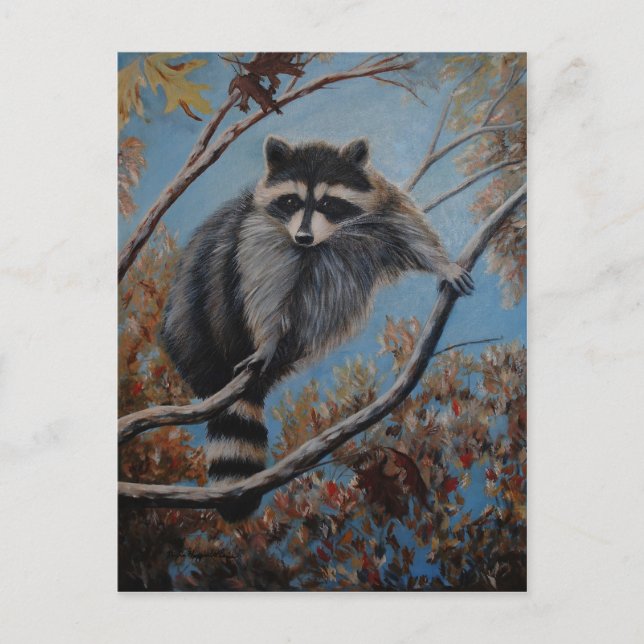 Cartão Postal Raccoon (Frente)