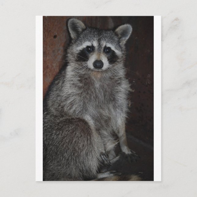 Cartão Postal Raccoon (Frente)
