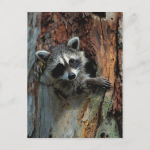 Cartão postal Raccoon
