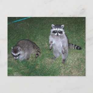Cartão postal Raccoon