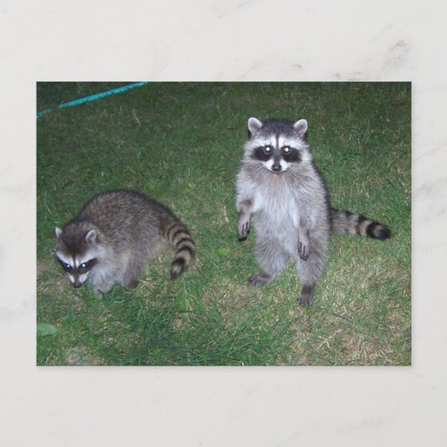 Cartão postal Raccoon (Frente)