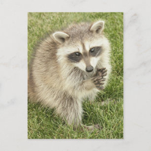 Cartão Postal Raccoon