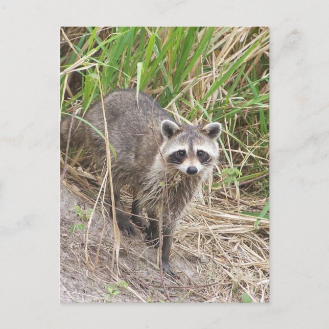 Cartão Postal Raccoon (Frente)