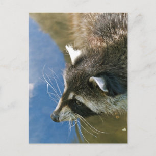 Cartão Postal Raccoon