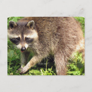 Cartão postal Raccoon