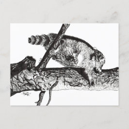 CARTÃO POSTAL RACCOON