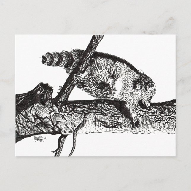 CARTÃO POSTAL RACCOON (Frente)