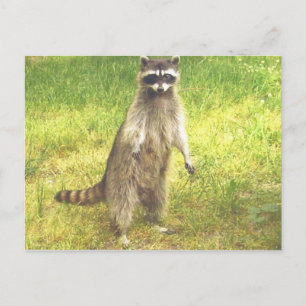 Cartão postal Raccoon